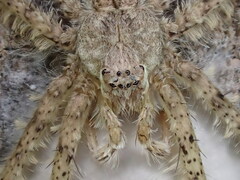 Pandercetes gracilis