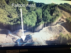 Falco novaeseelandiae