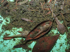 Fejervarya limnocharis