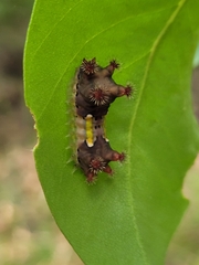 Doratifera vulnerans