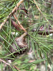 Hakea sericea