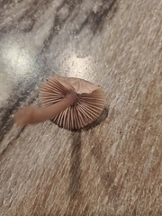 Mycena vinacea