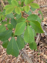 Handroanthus