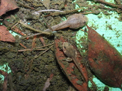 Fejervarya limnocharis