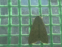 Mythimna convecta