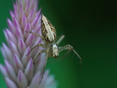 Oxyopes sertatus