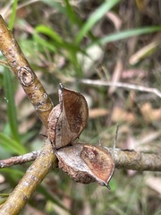 Hakea sericea