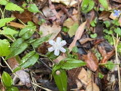 Tripladenia cunninghamii
