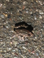 Rana draytonii