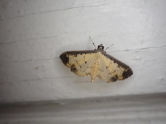 Eulepte concordalis
