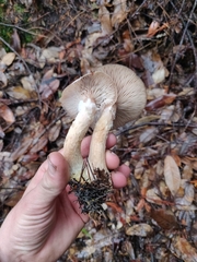 Pholiota velaglutinosa