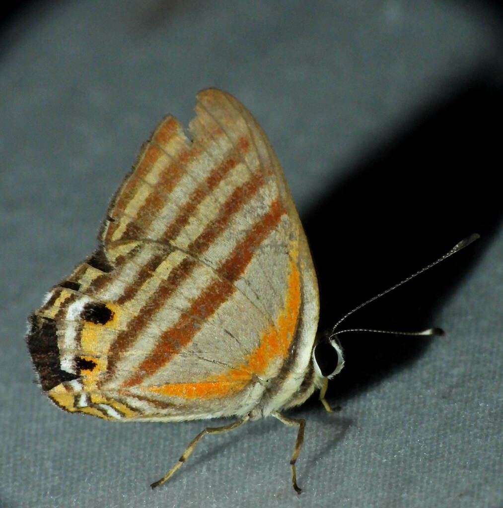 Euselasia calligramma