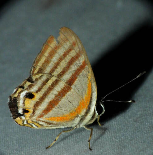 Euselasia calligramma