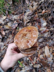 Pholiota velaglutinosa