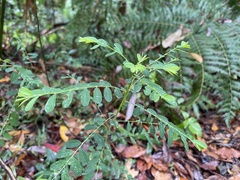 Indigofera australis