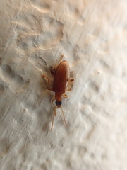 Statira