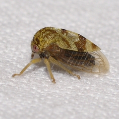 Cyrtolobus