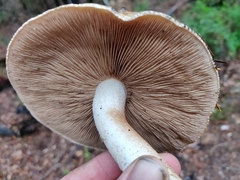 Pholiota velaglutinosa