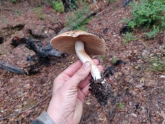 Pholiota velaglutinosa