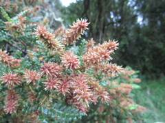 Weinmannia tomentosa