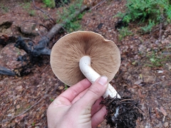 Pholiota velaglutinosa