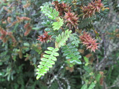 Weinmannia tomentosa