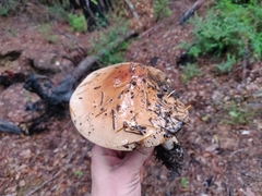 Pholiota velaglutinosa