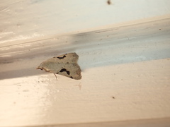 Herminodes concatenalis