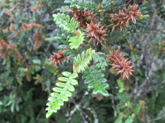 Weinmannia tomentosa