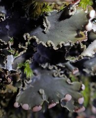 Peltigera collina