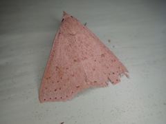 Scolecocampinae