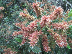 Weinmannia tomentosa