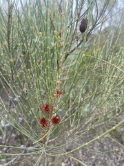 Allocasuarina distyla