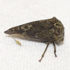 Telamonini