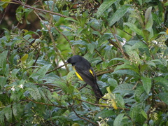 Phainoptila melanoxantha