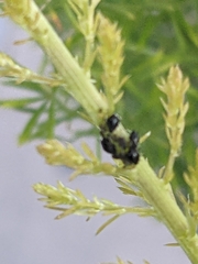 Aphis fabae