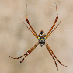 Argiope dang