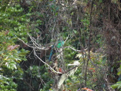 Pharomachrus mocinno