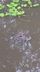 Alligator sinensis