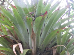 Tillandsia clavigera