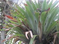 Tillandsia clavigera