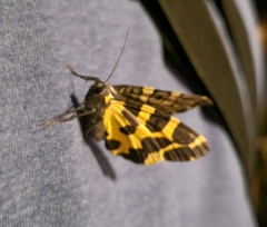 Pantherodes pardalaria