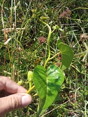 Ipomoea violacea
