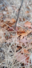 Eleusininae