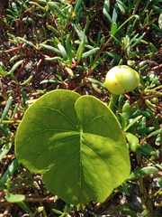 Ipomoea violacea