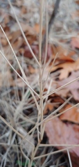 Eleusininae