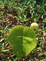 Ipomoea violacea