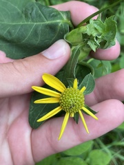 Rudbeckia laciniata