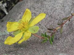 Hibbertia pachynemidium