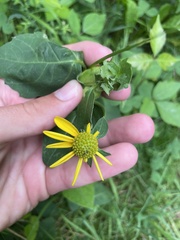 Rudbeckia laciniata